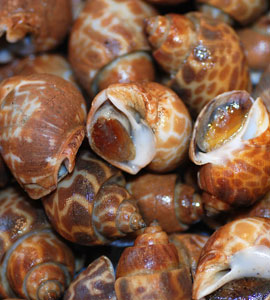 Sea Snails