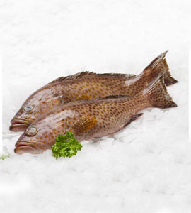 Fresh Grouper Fish