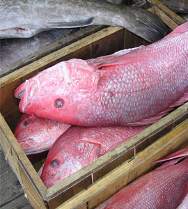 Fresh Red Snapper Fish