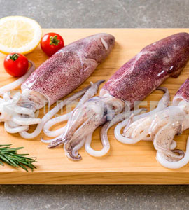 Fresh Squid